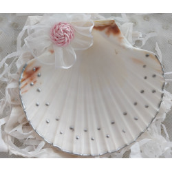 conchas de batismo